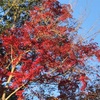 紅葉スポット🍁🍁発見しました。(春日井市)