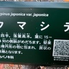 （紹介：植物）新宿中央公園、眺望の森にあるクマシデ(熊四手)を紹介します
