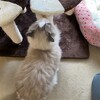 朝から猛烈大親分転がし