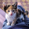 【英モロ愛16】立地と人と猫はいい