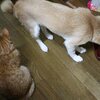 わが家のいつもの光景