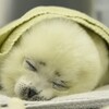 【海外の反応】日本の水族館 アザラシの赤ちゃんの寝顔が天使すぎると話題に「ぬいぐるみよりもかわいい」「心臓爆発した」「控えめに言って顔の上で寝てほしい」