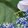 今度こそ見頃な紫陽花を見に行った