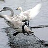 ハクチョウ受難、鉛中毒、足にわな　鳥屋野潟と瓢湖で（新潟県）