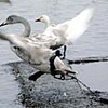 ハクチョウ受難、鉛中毒、足にわな　鳥屋野潟と瓢湖で（新潟県）