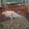 ポンプを換えて異変を感じる金魚