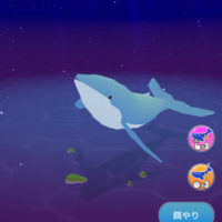 ポイ活 クラゲ育成ゲーム クラゲの大きさ1400mm達成に挑戦 くらげはエサ食べるの なゆのポイ活ライフ ポイ活 クラゲ育成ゲーム クラゲの大きさ1400mm達成に挑戦 くらげはエサ食べるの なゆのポイ活ライフ