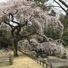 すでに満開・糸桜