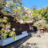 【京都】『平野神社』の「桜花祭」に行ってきました。 京都桜 女子旅