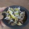 アガベ　地道に増殖