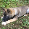 ３ヶ月齢が過ぎて