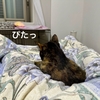 健康的に愛猫と一緒に寝るためにしていること。