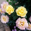 薔薇