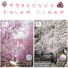 苦楽園口｜2025年3月22日（土）〜4月6日（日）夙川沿いのさくら並木がライトアップされます🌸