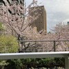 🍀葉桜祭り、朝は癒しのとき