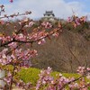 河津桜・海山　(  遠見山 ) 砦 