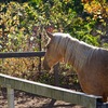 201114 八ヶ岳の麓で外乗り乗馬を楽しんできた