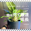 植物育成ライト 6ヵ月でウィンゾリーが爆速成長しました！その秘密は