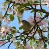 満開の桜にさえずるウグイス