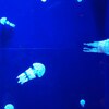 かに座満月～あなたはどの海を泳いでいきますか？～