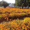 新しい公園の造成中　オレンジ色の花畑