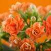 DAILY FLOWERS