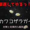 貝の害虫、カワコザラガイの対策と効果的な駆除方法