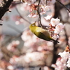 ここだけが春爛漫！？～河津桜にメジロ＆ミモザの花が・・～