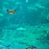 江ノ島の水族館