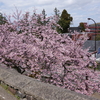 兼六園の椿寒桜