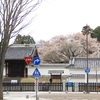 【水戸市】弘道館の左近の桜・・