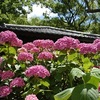 藤森神社の紫陽花2020。見頃や開花状況。