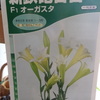 ユリの種蒔き