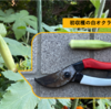 ヘルシエ（白オクラ）を初収穫