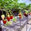 3歳娘と行くいちご狩り！茨城県にある「いちご家のむのむ」へ行ってきました