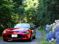 今年は紫陽花やりません