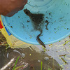 田んぼの生き物