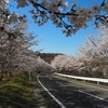 飯舘村への花巡りドライブ（4/10～4/11）