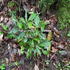 尾根道に咲いていた万両の花