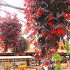 松江フォーゲルパークの花々など ⑰（島根県松江市）