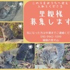 急募‼️公園の子猫の里親さん🐾