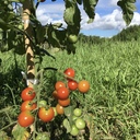 かぐや姫の野菜畑