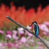 カワセミ ～秘密の花園で～