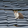 隣市南離島のねこさん