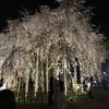 足羽神社のしだれ桜を見てきました