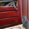 ついに タンスの４段めに上がれたんだけど.. 【 後編 】