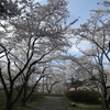 桜満開　八峰町