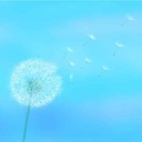 たんぽぽの綿毛