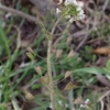 Capsella bursa-pastoris　ナズナ