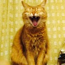 猫に魚、僕に・・・